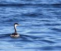 Western Grebe